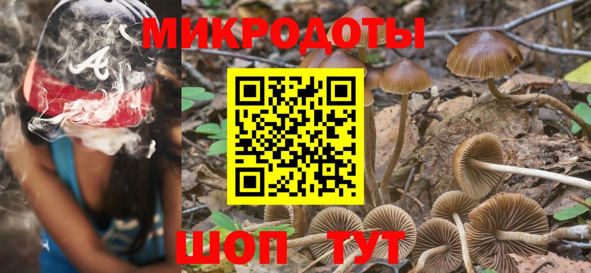 Псилоцибиновые грибы Cubensis Новоалександровск